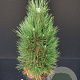 Pinus nigra 'Green Tower' 60-80 cm 7,5L