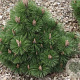 Pinus nigra 'Helga' 40-50 cm 7,5L