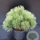 Pinus nigra 'Nana' 40-50 cm 7,5L