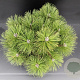 Pinus nigra 'Nana' 40-50 cm 7,5L