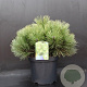 Pinus nigra 'Nana' 40-50 cm 7,5L