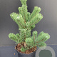 Pinus nigra 'Oregon Green' 60-80 cm 7,5L