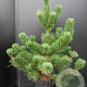 Pinus nigra 'Oregon Green' 60-80 cm 7,5L