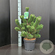 Pinus nigra 'Oregon Green' 60-80 cm 7,5L