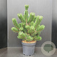 Pinus nigra 'Oregon Green' 60-80 cm 7,5L