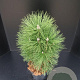 Pinus nigra 'Pyramidalis' 60-80 cm 7,5L