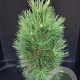 Pinus nigra 'Pyramidalis' 60-80 cm 7,5L