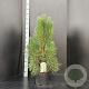 Pinus nigra 'Pyramidalis' 80-100 cm 10L