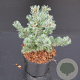 Pinus parv. 'Negishi' 30-40 cm 5,0L