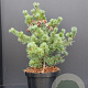 Pinus parv. 'Negishi' 40-50 cm 7,5L