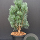 Pinus sylv. 'Fastigiata' 60-80 cm 7,5L