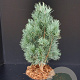 Pinus sylv. 'Fastigiata' 60-80 cm 7,5L