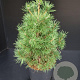 Pinus sylv. 'Globosa Viridis' 50-60 cm 7,5L