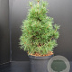 Pinus sylv. 'Globosa Viridis' 50-60 cm 7,5L