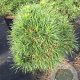 Pinus sylv. 'Globosa Viridis' 60-80 cm 7,5L