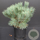 Pinus sylv. 'Watereri' 30-40 cm 5,0L