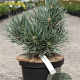 Pinus sylv. 'Watereri' 30-40 cm 5,0L