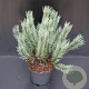 Pinus sylv. 'Watereri' 30-40 cm 5,0L