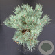 Pinus sylv. 'Watereri' 30-40 cm 5,0L