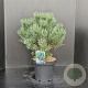 Pinus sylv. 'Watereri' 40-50 cm 7,5L