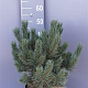 Pinus sylv. 'Watereri' 40-50 cm 7,5L