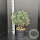 Pinus sylv. 'Watereri' 40-50 cm 7,5L