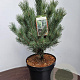 Pinus sylv. 'Watereri' 40-50 cm 7,5L