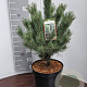 Pinus sylv. 'Watereri' 40-50 cm 7,5L