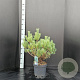 Pinus sylv. 'Watereri' 50-60 cm 7,5L