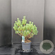 Pinus sylv. 'Watereri' 50-60 cm 7,5L