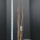 Prunus ser. 'Amanogawa' 200-225 cm 20L