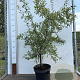 Prunus spinosa 80-100 cm 7,5L