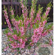 Prunus tenella 'Fire Hill' 60-80 cm 7,5L