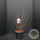 Prunus tomentosa 60-80 cm 10L
