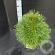Sciadopitys verticillata 50-60 cm 10L