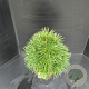 Sciadopitys verticillata 50-60 cm 10L