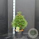 Sciadopitys verticillata 50-60 cm 10L