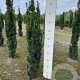 Taxus b. 'Fastigiata Robusta' 80-100 cm met kluit