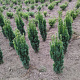 Taxus b. 'Fastigiata Robusta' 80-100 cm met kluit