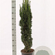 Taxus b. 'Fastigiata Robusta' 80-100 cm met kluit
