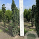 Taxus b. 'Fastigiata Robusta' 80-100 cm met kluit
