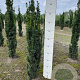 Taxus b. 'Fastigiata Robusta' 80-100 cm met kluit