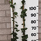 Hedera hel. 'Woerner' 125-150 cm 2,0L 3-4 tak