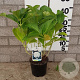 Hydrangea m. 'Soeur Thérèse' 25-30 cm 2,0L
