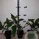 Viburnum davidii 10-15 cm P9