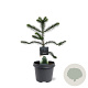 Araucaria araucana 30-40 cm 5,0L