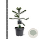 Araucaria araucana 30-40 cm 5,0L