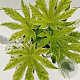 Fatsia japonica 'Spider's Web' 25-30 cm 2,0L