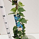 Hedera alg. 'Gloire de Marengo' 70-80 cm rozenpot 2L