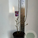 Magnolia 'Cleopatra' 70-90 cm 10L